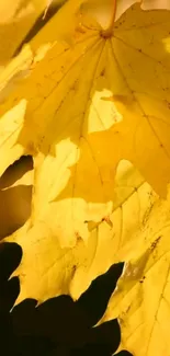 Golden autumn leaves against a dark background, showcasing vibrant yellow hues.