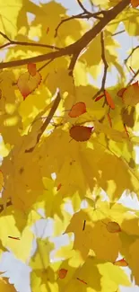 Bright yellow autumn leaves and branches against a clear sky.