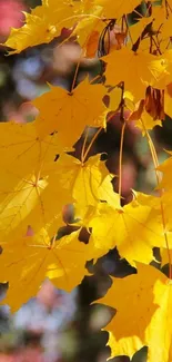 Golden yellow autumn leaves on a tree branch.