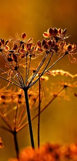 Silhouette of autumn plants with a golden background.