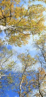 Golden autumn trees reaching up to a bright blue sky, perfect for a peaceful mobile wallpaper.