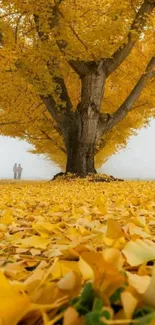 Majestic tree with golden leaves in autumn landscape wallpaper.