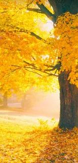 Golden autumn scene with sunlit tree.