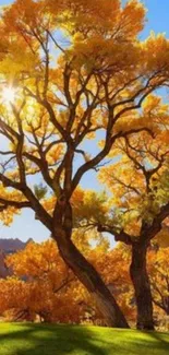 Majestic tree with golden leaves under a blue sky on a sunny autumn day.