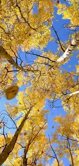 Golden autumn trees against blue sky.