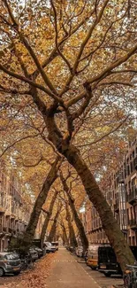 Golden autumn trees line an urban street.