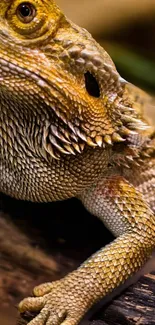 Golden bearded dragon with textured scales on a natural background.