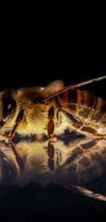 Close-up of a bee with a golden reflection on a black background.