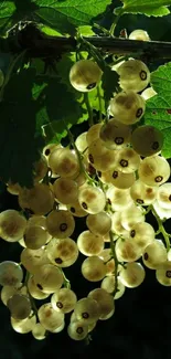 Golden berries illuminated by sunlight with green leaves.