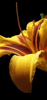 Yellow flower with gold petals against a black background.