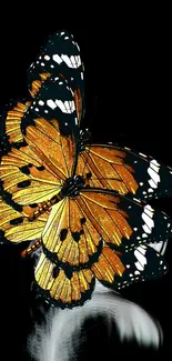 Golden butterflies with black and white details on a dark background.