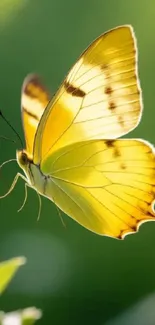 Golden butterfly on a green leaf in sunlight.