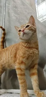 Golden cat elegantly standing on a city windowsill.