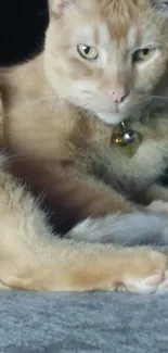 Golden cat with bell collar relaxing on a surface.