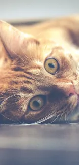 Cute golden cat lying down with captivating eyes.