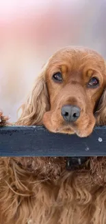 Cute Cocker Spaniel puppy leaning on a fence, perfect for a mobile wallpaper.