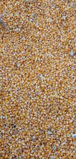 Close-up of vibrant golden corn kernels.