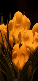 Golden crocus flower wallpaper with dark and vibrant tones.