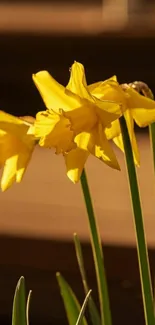 Golden daffodils glowing in warm sunlight.