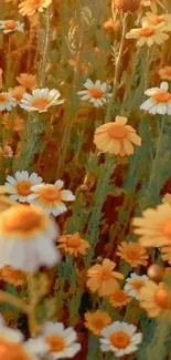 Golden daisies in a lush meadow, vibrant and serene.