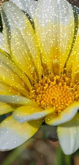 Yellow daisy with golden sparkles on a mobile wallpaper background.