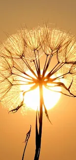 A dandelion silhouette against a golden sunset.