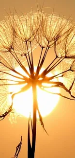 Dandelion silhouette against glowing golden sunset sky.