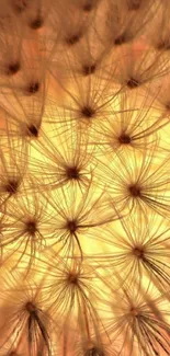 Golden dandelion seeds forming an abstract, serene texture for mobile wallpaper.