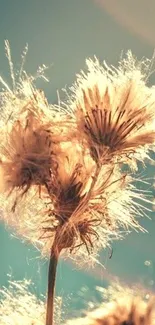 Golden dandelion seeds glowing against a serene turquoise sky.