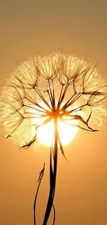 Golden dandelion silhouette against sunset.