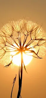 Golden dandelion silhouette against sunset.