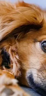 Close-up of a golden brown dog lying down with a gentle and calm expression.