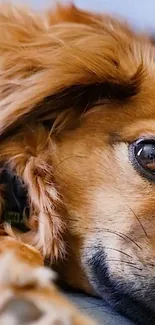 Close-up of a golden-brown dog's eye in a warm-toned wallpaper.