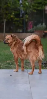 Golden dog stands on patio with green backyard.