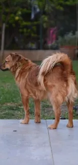 Golden dog standing in a garden.