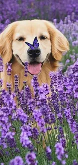 Golden retriever with butterfly in lavender field mobile wallpaper.