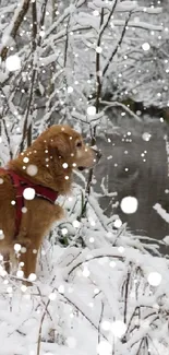 Golden dog by a snowy creek in winter scene.