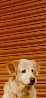 Golden retriever sitting against a brown textured backdrop.