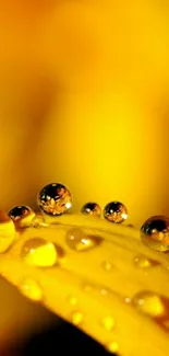 Close-up of golden droplets on a leaf with a vibrant background.