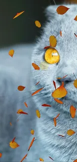 Close-up of a gray cat with golden eyes surrounded by floating orange leaves.