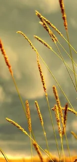 Golden field with tall grasses under a dramatic sky.