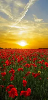 Beautiful sunset over a poppy field, casting a golden glow.