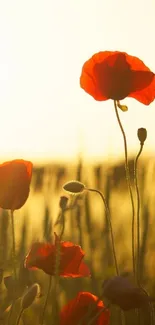 Red poppies in golden field at sunset, creating a serene and vibrant mobile wallpaper.