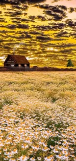 Sunrise over a cottage and daisy field, creating a serene landscape.