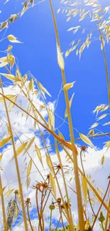 Golden wheat and blue sky mobile wallpaper.