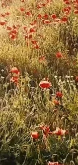 Golden field with red poppies in sunlight, serene nature scene.