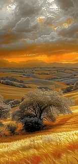 Golden fields under a dramatic sunset sky.