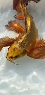 Golden fish swimming in clear water, showcasing vibrant fins.