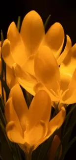 Golden flowers with elegant petals glowing under soft lighting.