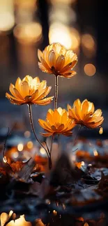 Golden flowers glowing in soft evening light with autumn leaves and reflections.